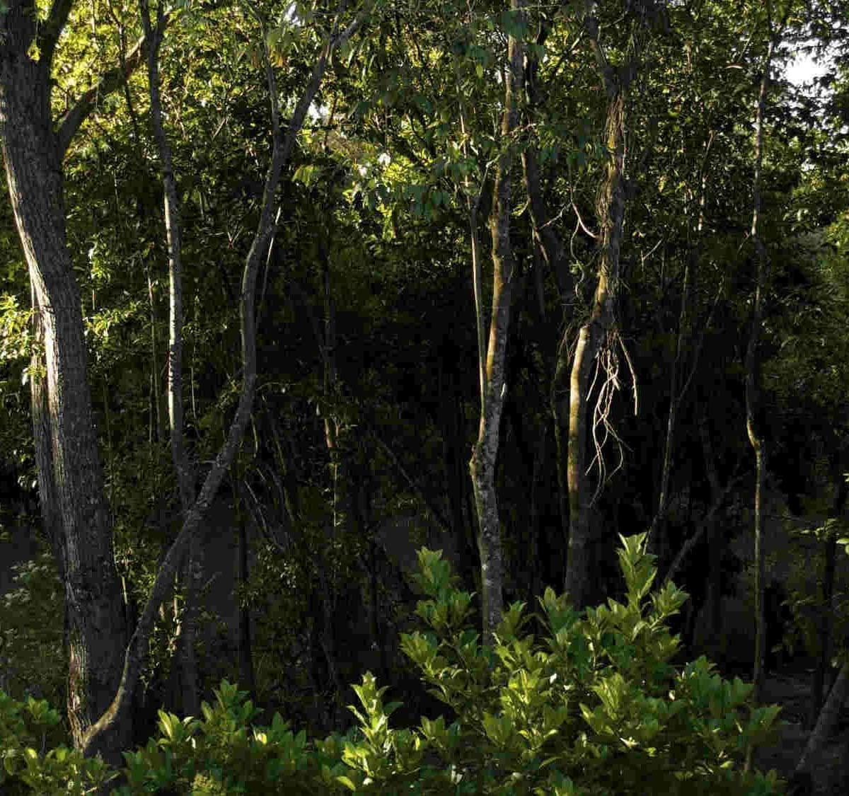 Chacras de Una Hectárea en un Secreto Lugar del Tigre 2