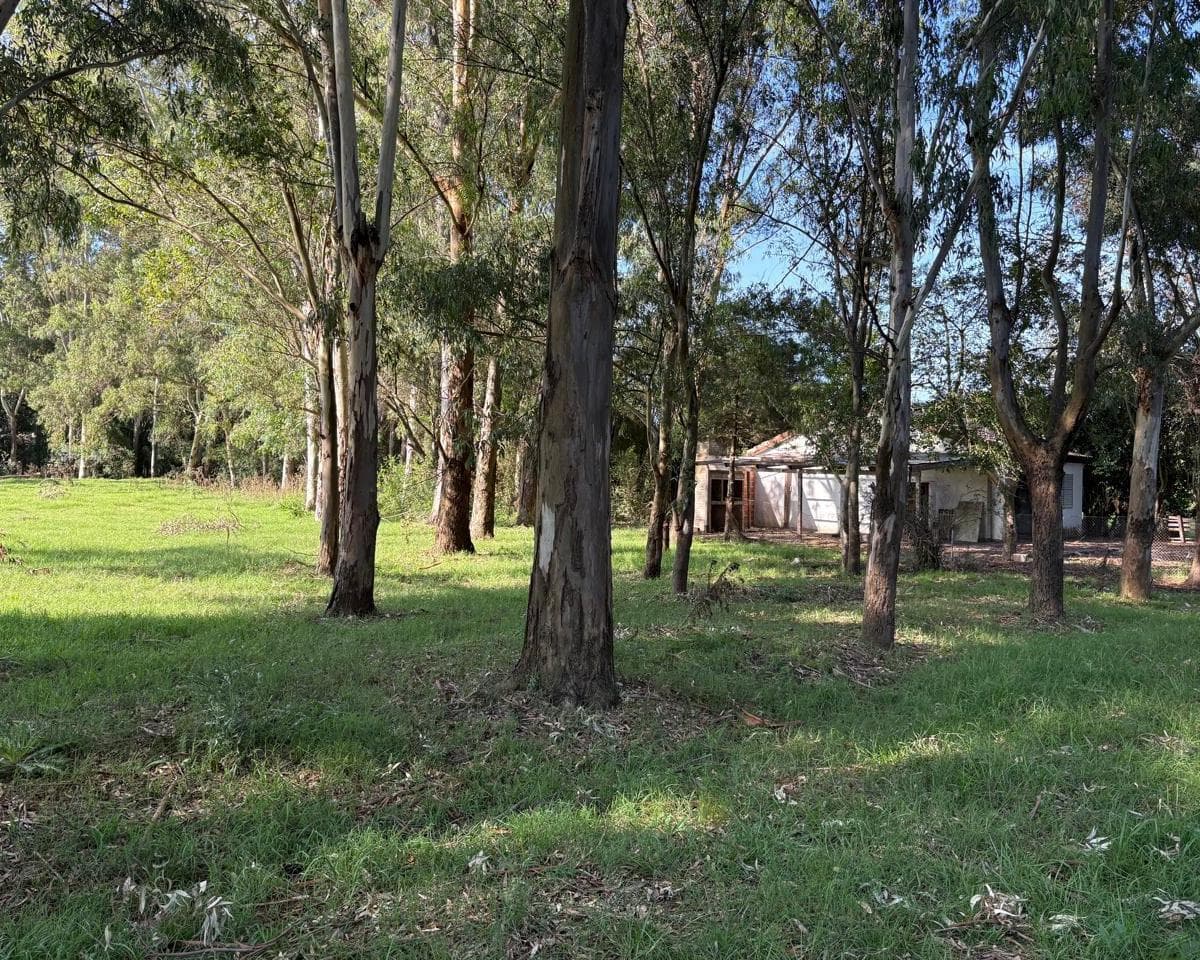 Hectarea con Casa, Se Alquila. Arbolada 4